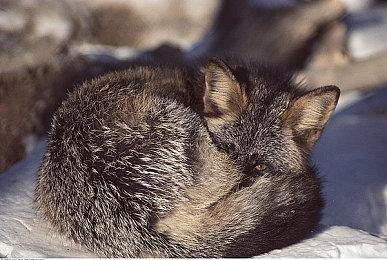 回合制冒险游戏《黄金魁犬》现已发售 发售特惠89.1元