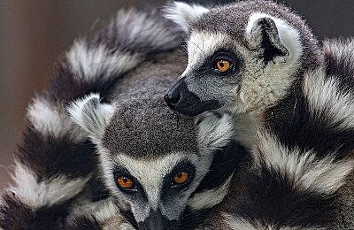 Epic喜加一：《最后的战役：劫后余生》《TOEM》免费